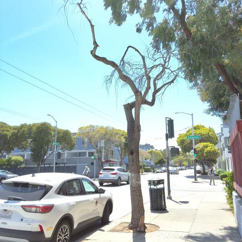 880 McAllister Street tree 
