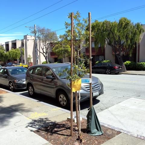 880 McAllister Street tree