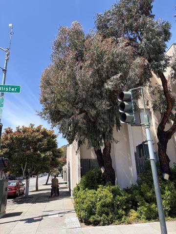 880 McAllister Street tree 