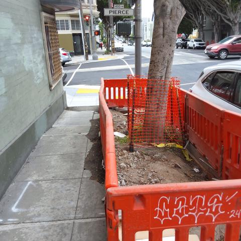 899 Oak Street tree