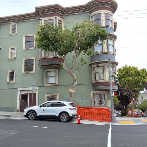 899 Oak Street tree