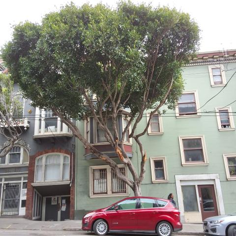 899 Oak Street tree