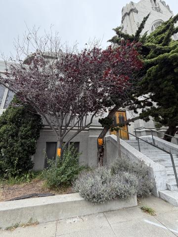 2390 Bush Street tree