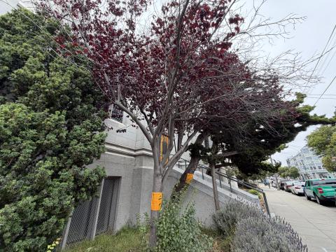 2390 Bush Street tree