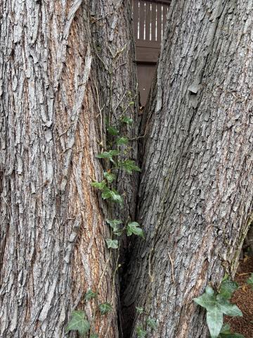 749 Congo Street tree