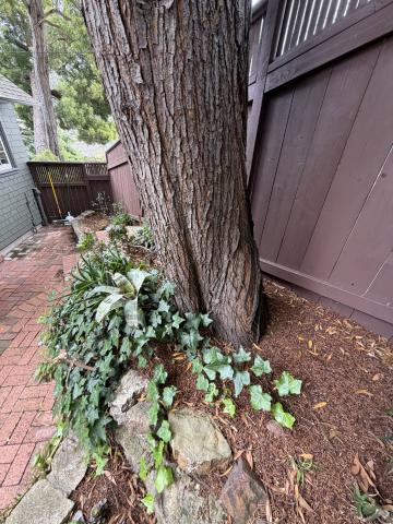 739 Congo Street tree