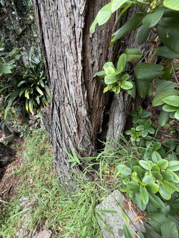 749 Congo Street tree