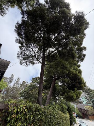 749 Congo Street tree
