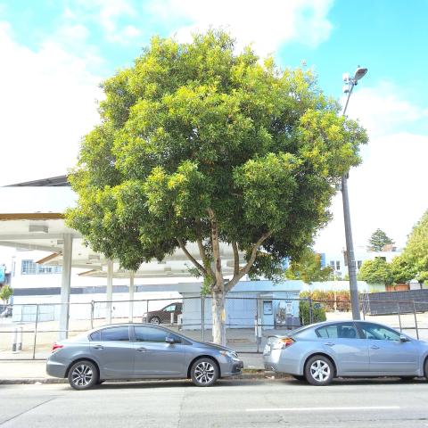 1074 Oak Street tree