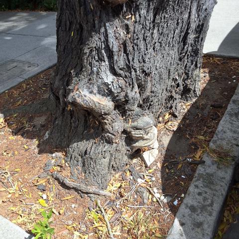 1350 Divisadero Street tree