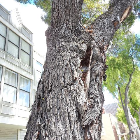 1350 Divisadero Street tree