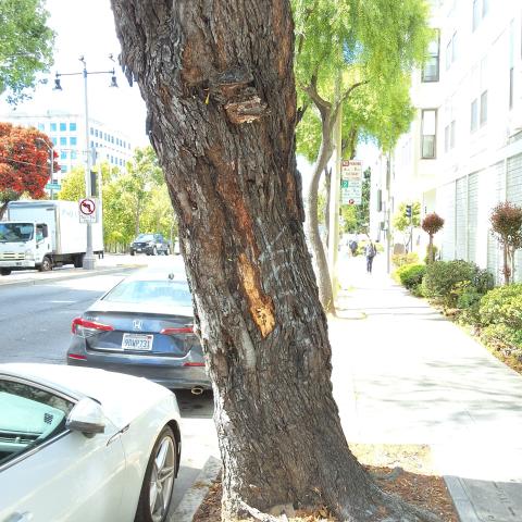 1350 Divisadero Street tree