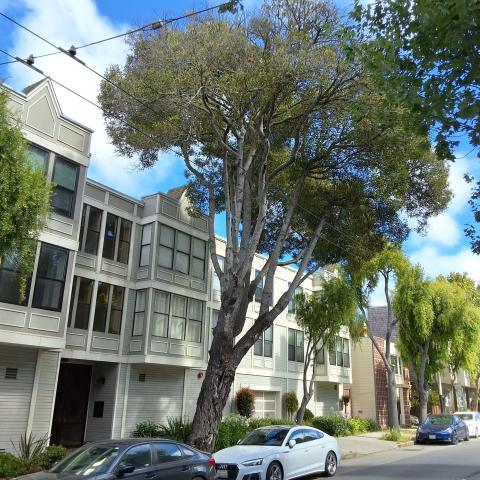 1350 Divisadero Street tree