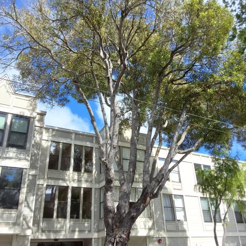 1350 Divisadero Street tree