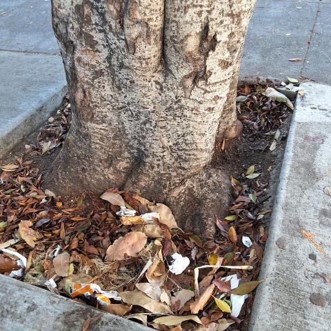 601 Cole Street tree