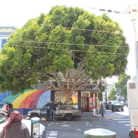 601 Cole Street tree