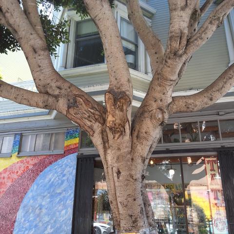 601 Cole Street tree