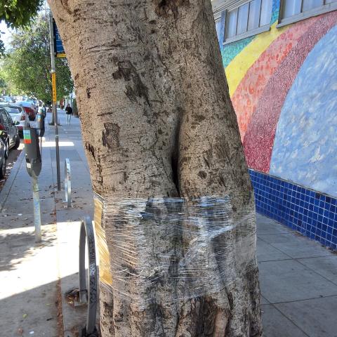 601 Cole Street tree