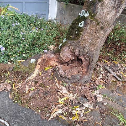 1044 Shrader Street tree