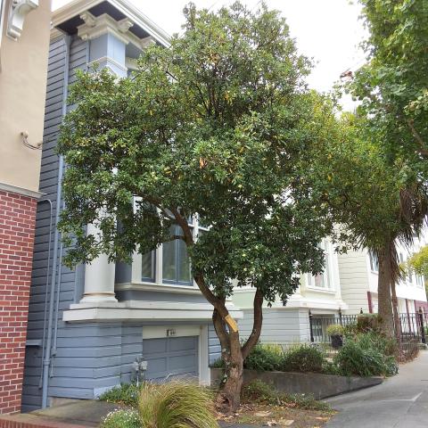 1044 Shrader Street tree
