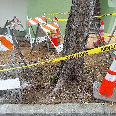109 Chilton Avenue tree