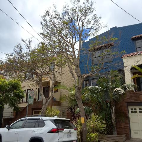 1306 York Street tree