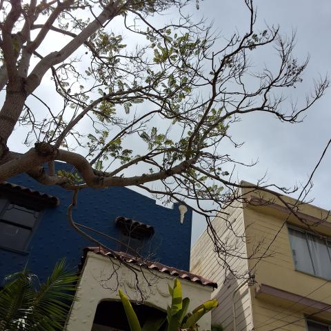 1306 York Street tree