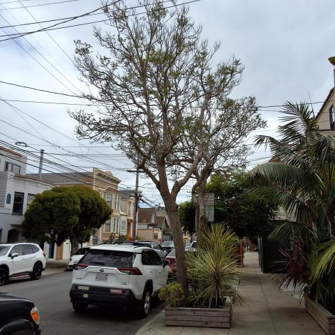 1306 York Street tree