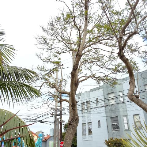 1306 York Street tree