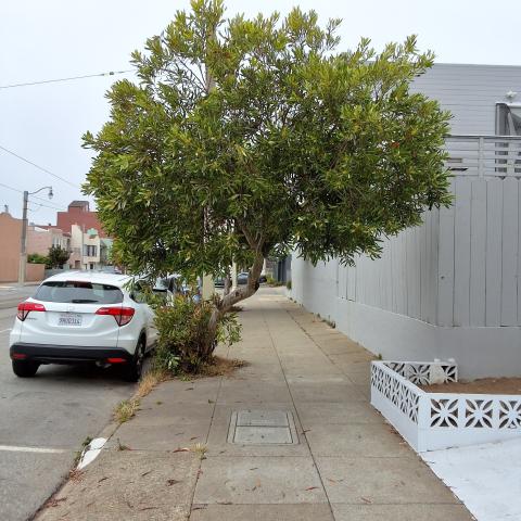 136 Randolph Street tree
