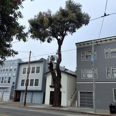 1454 Church Street tree
