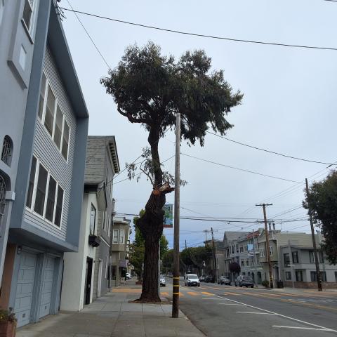 1454 Church Street tree