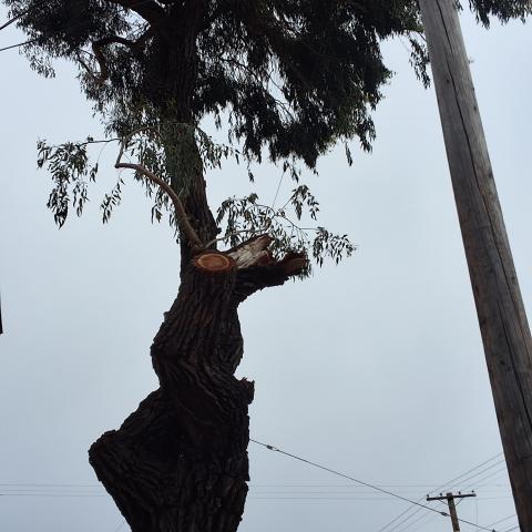 1454 Church Street tree