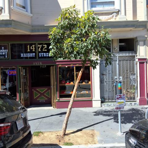 1472 Haight Street tree