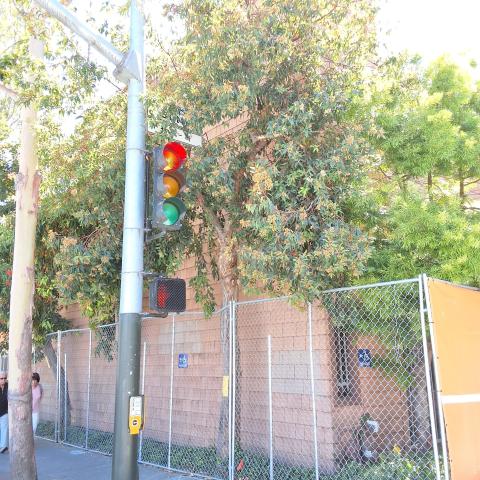 1601 Webster St tree
