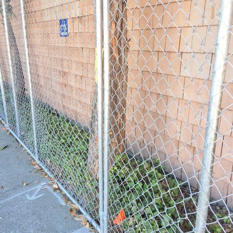 1601 Webster St tree