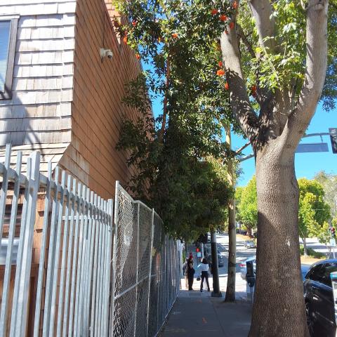 1601 Webster St tree