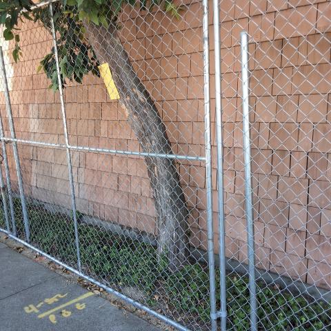 1601 Webster St tree
