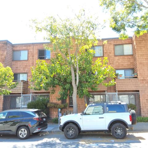 1601 Webster St tree