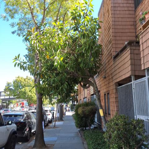 1601 Webster St tree