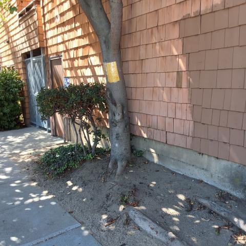 1820 Post Street tree