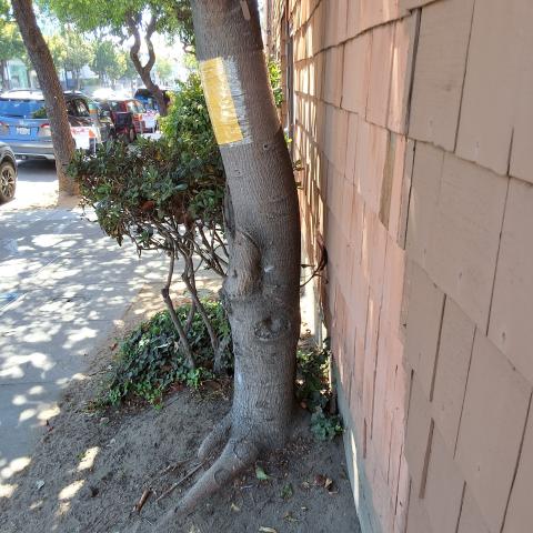 1820 Post Street tree