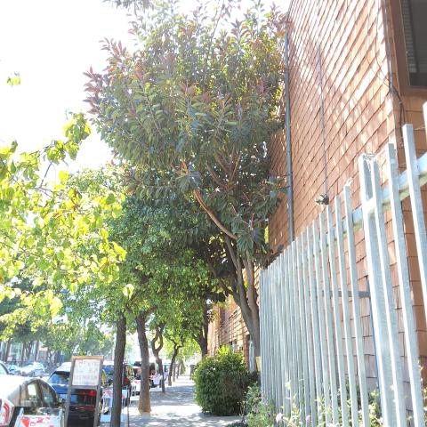 1820 Post Street tree
