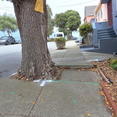 19 Majestic Ave tree