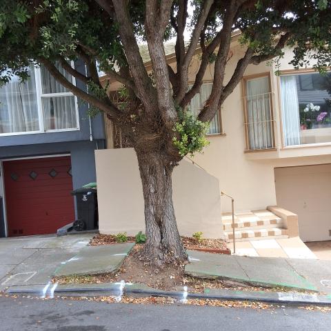 19 Majestic Ave tree