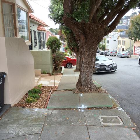 19 Majestic Ave tree