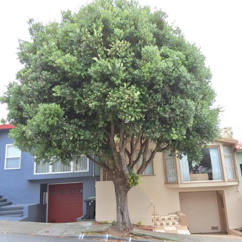 19 Majestic Ave tree