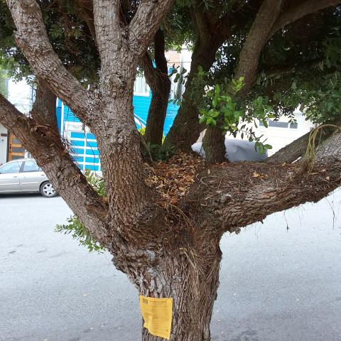 19 Majestic Ave tree