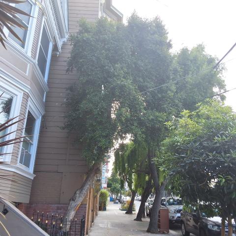 1931 15th Avenue tree