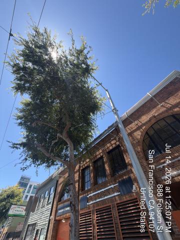 880 Folsom Street tree